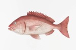 Figura de peixe