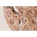 Painel Coral CANBERRA
