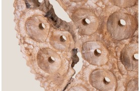 Painel Coral CANBERRA