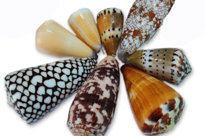 CONUS SORTIMENTOS