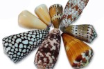 CONUS SORTIMENTOS