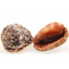 concha Cypraecassis rufa para decorar