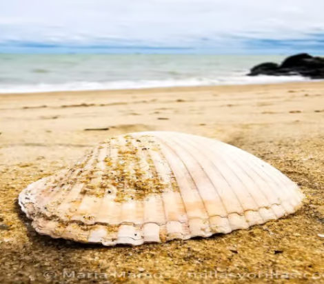 Conchas do mar - Corais - Estrelas do mar